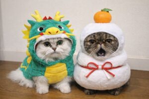 あけましておめでとうございます。